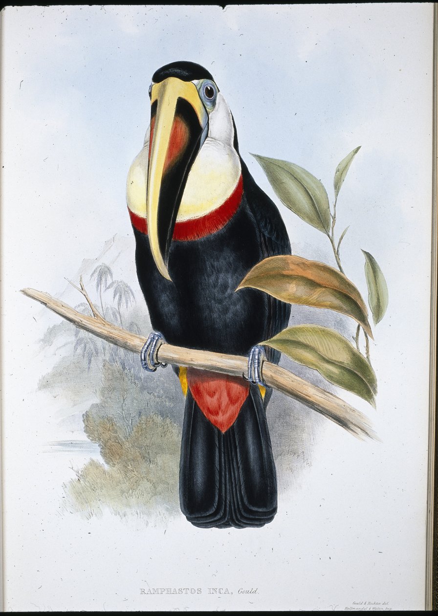Inca Toucan (Ramphastos inica) (hand-coloured litho) بواسطة جون (بعد) جولد
