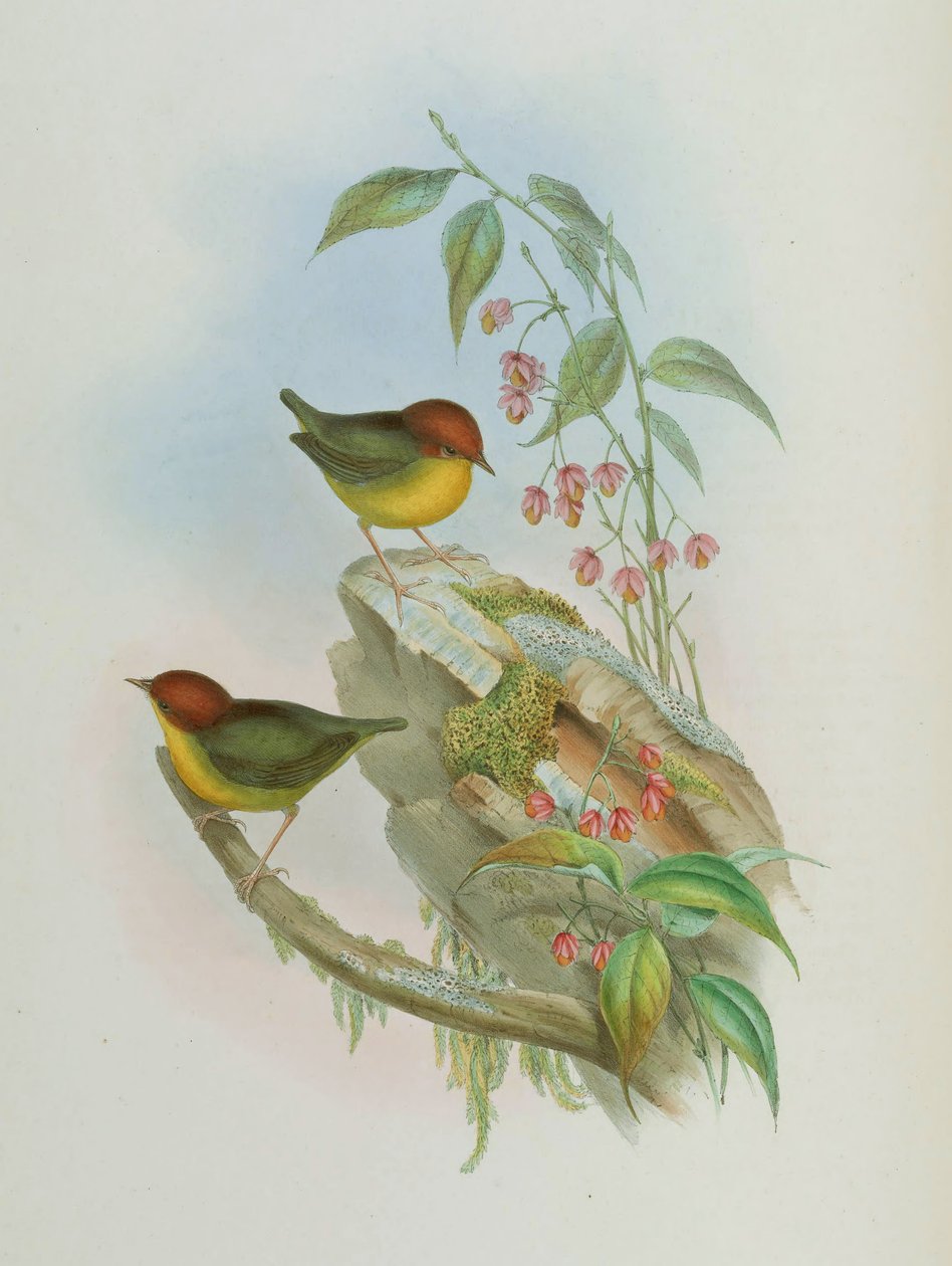 Cettia castaneocoronata بواسطة جون جولد