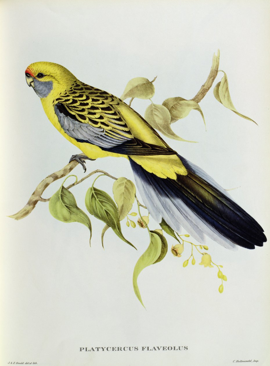 Platycercus Flaveolus بواسطة جون جولد
