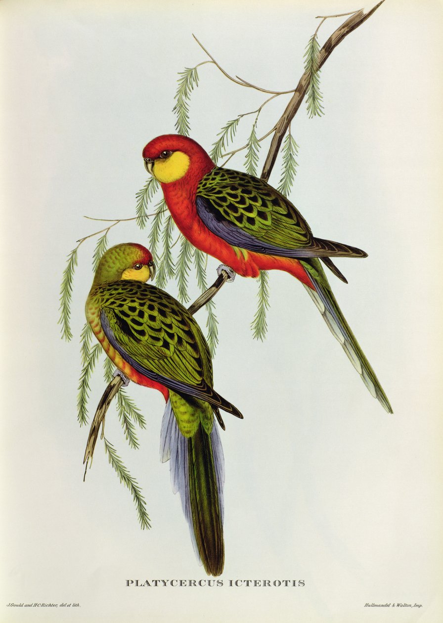 Platycercus Icterotis بواسطة جون جولد