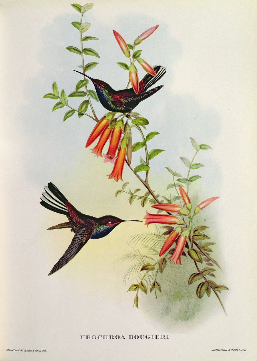 Urochroa Bougieri بواسطة جون جولد