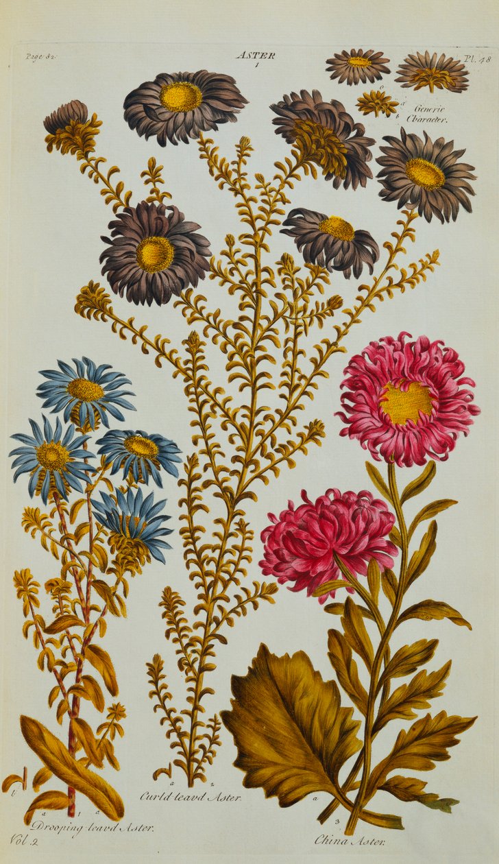 أستر ، 1759-73 بواسطة جون هيل