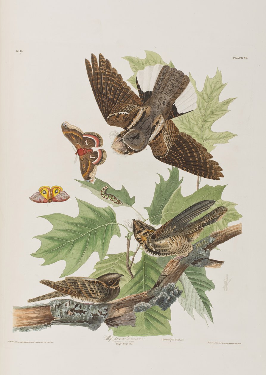 Illustration from 