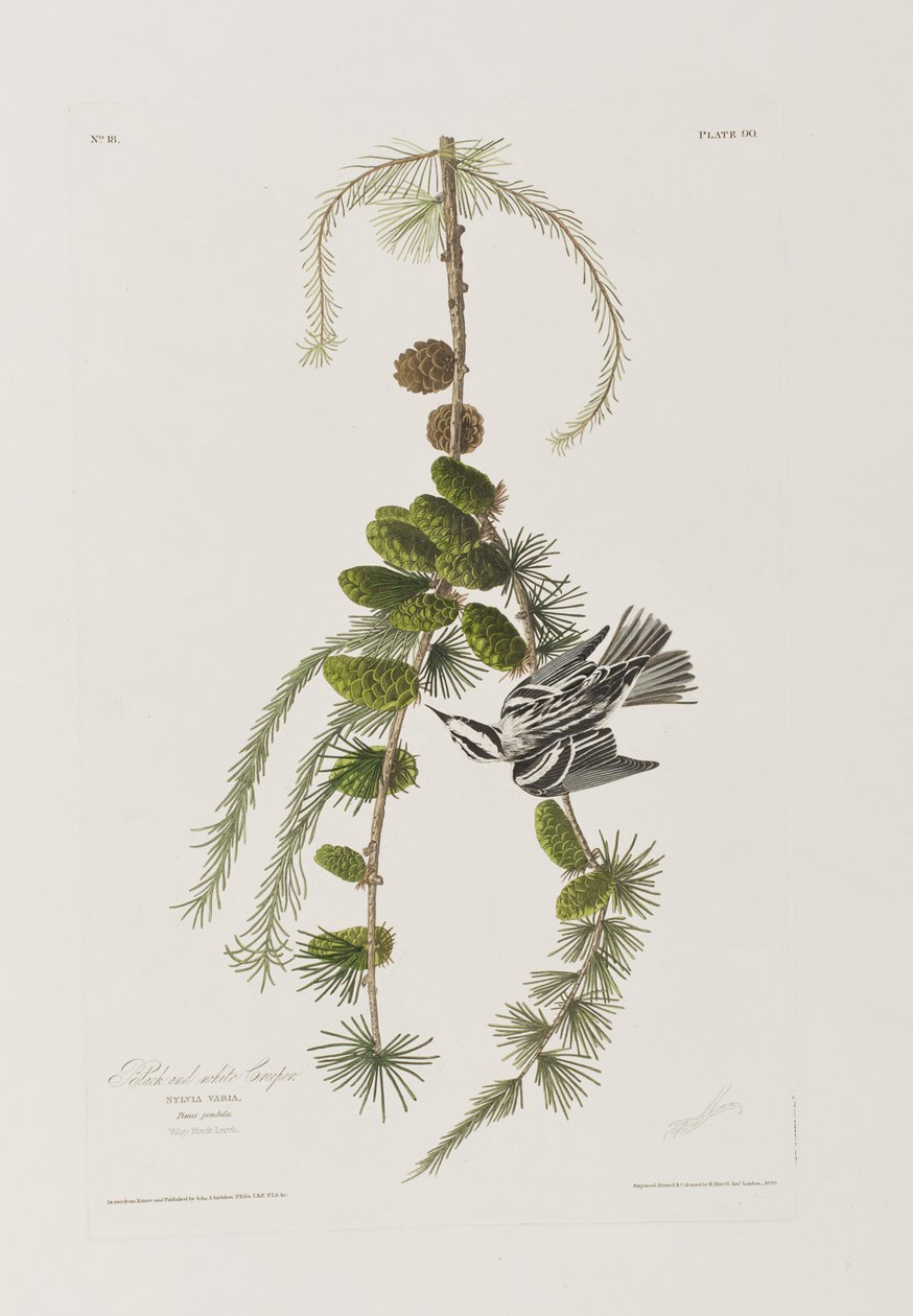 Illustration from 