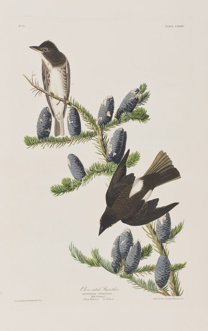 Illustration from 