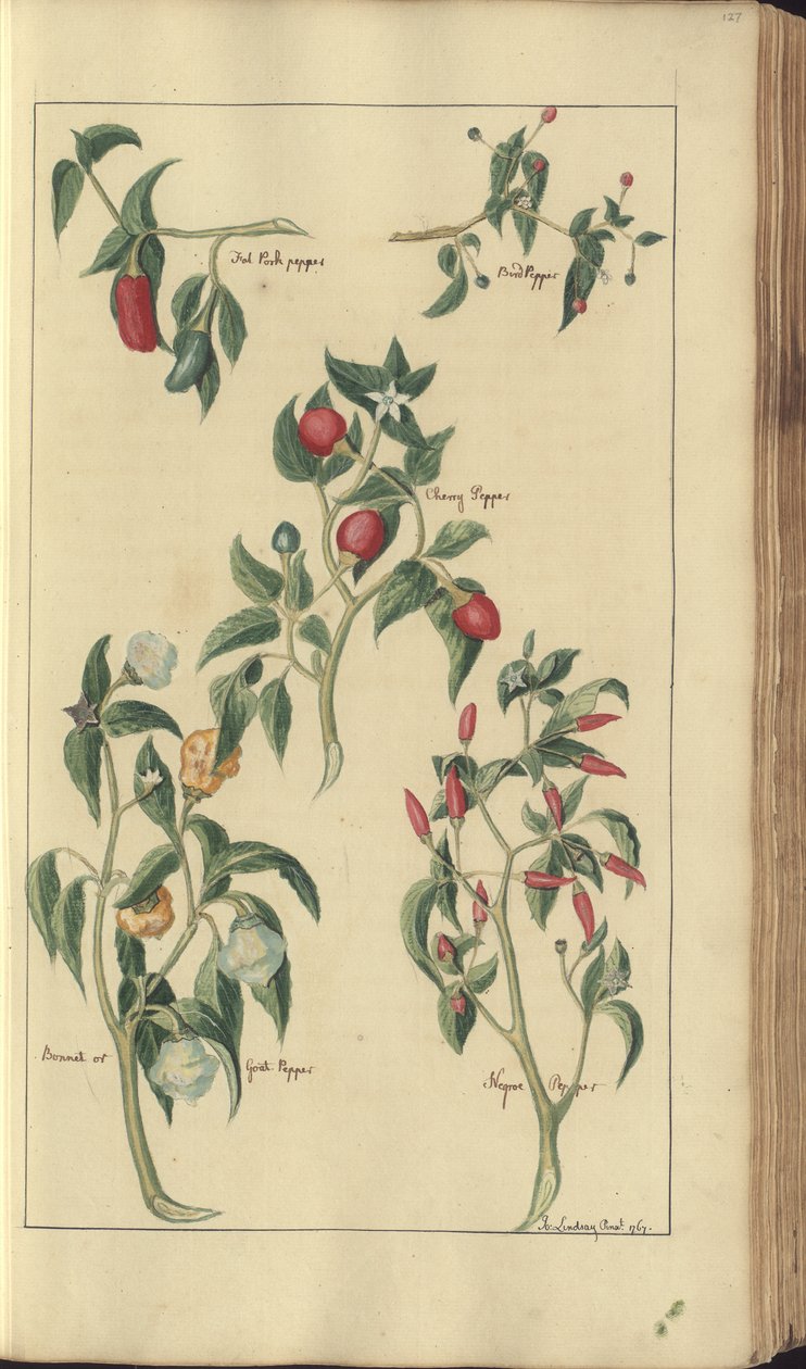 A page from the 