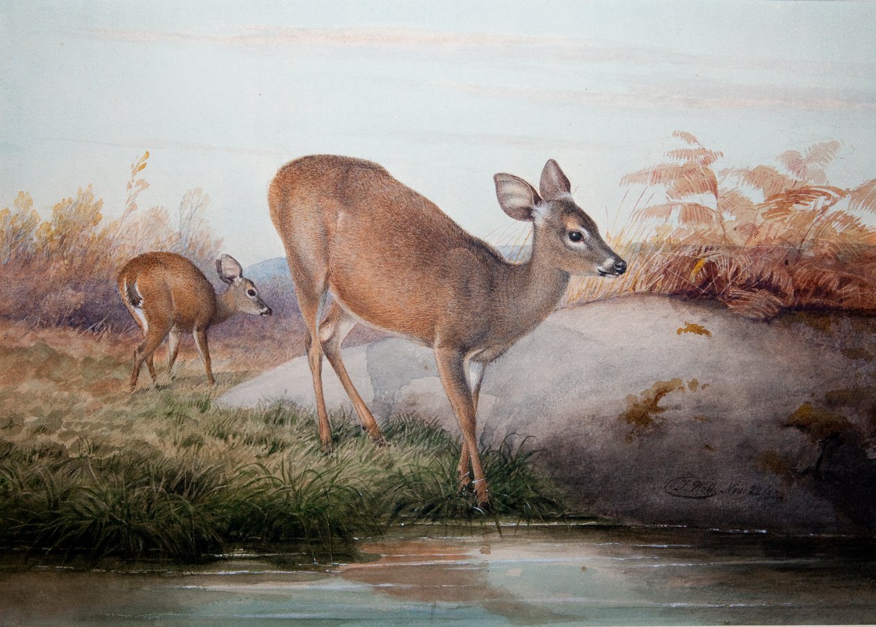 كاليفورنيا دير ، c.1850 بواسطة جوزيف وولف