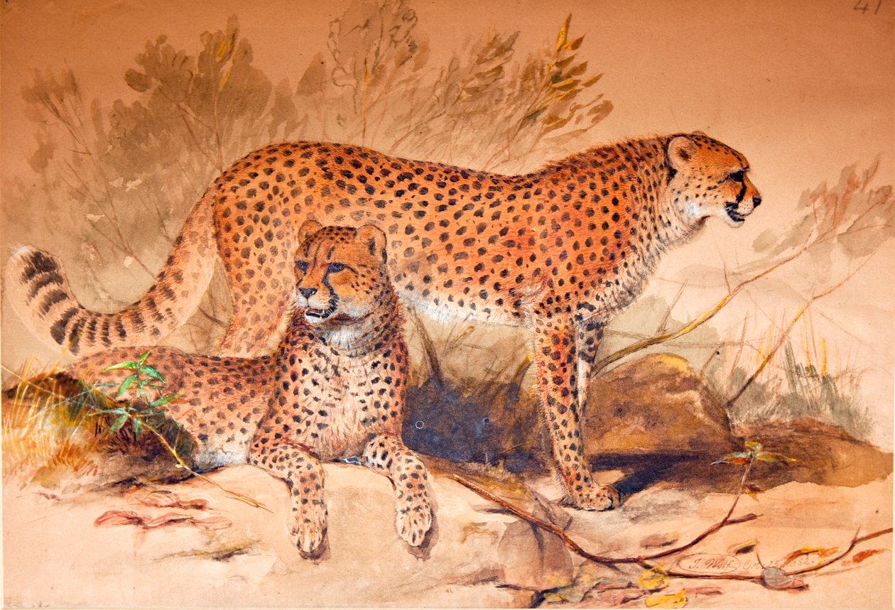 الفهد ، 1851-52 بواسطة جوزيف وولف