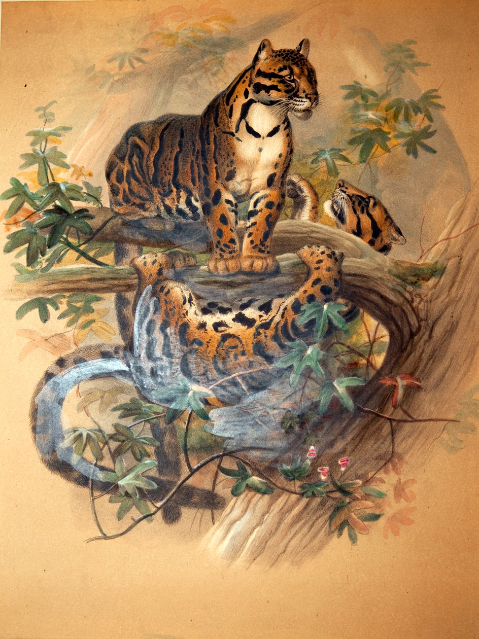 النمر الغامض ، 1861 بواسطة جوزيف وولف