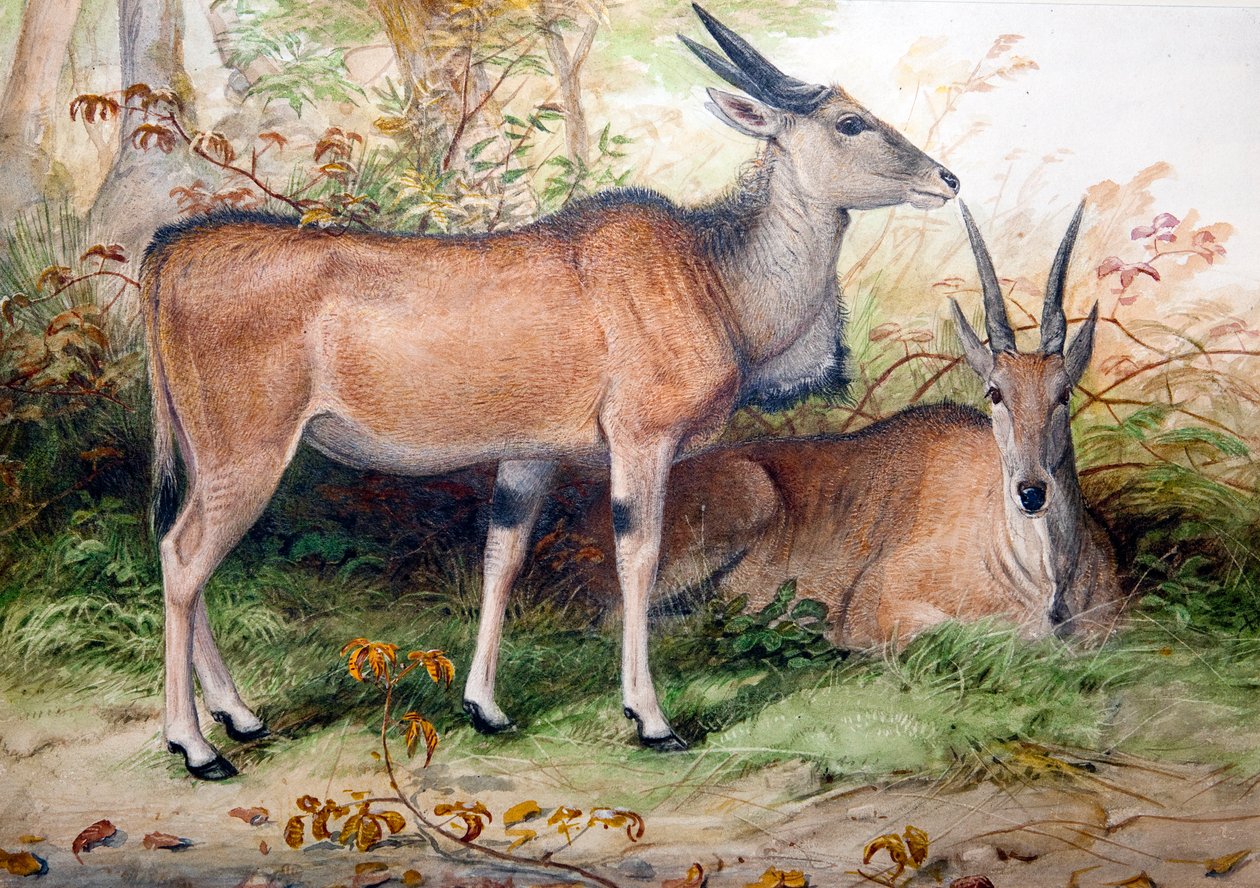 ايلاندز ، c.1850 بواسطة جوزيف وولف