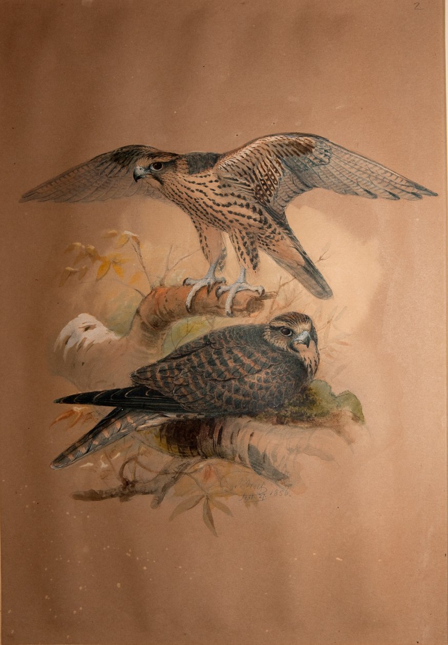 لانر فالكون (Falco lanarius) ، 1856 بواسطة جوزيف وولف