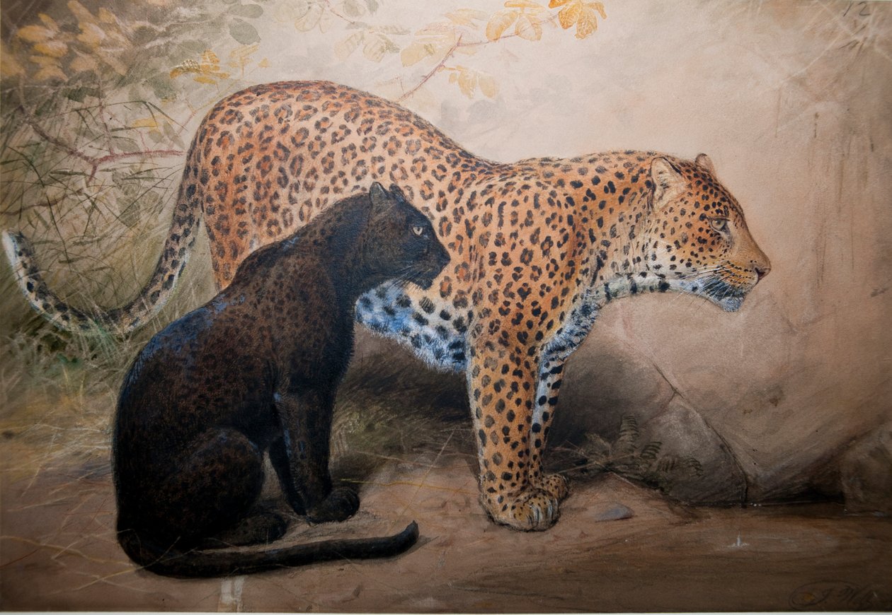 ليوباردز ، 1851-69 بواسطة جوزيف وولف