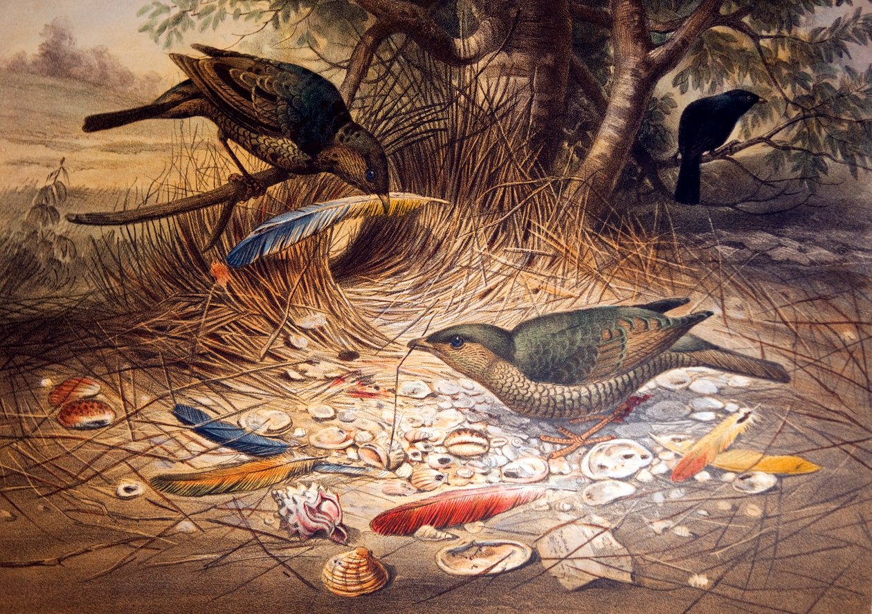 صقيل باوربيرد ، 1861 بواسطة جوزيف وولف