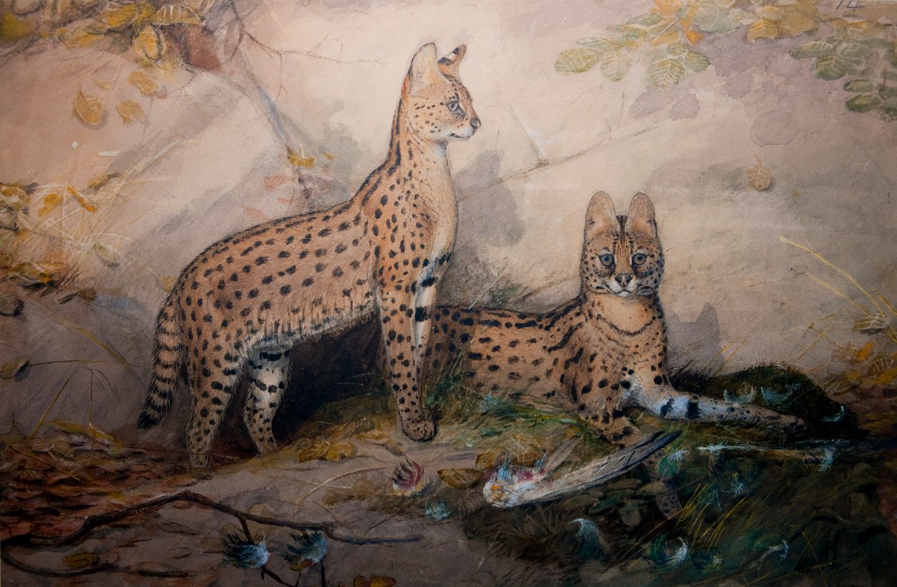 سيرفال ، 1851-1869 بواسطة جوزيف وولف