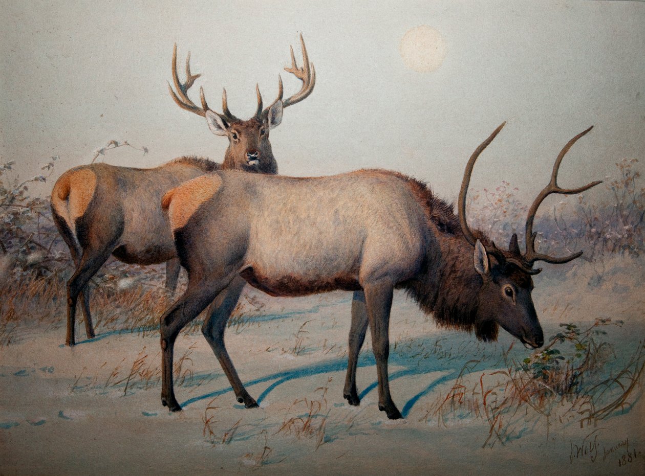 Wapiti ، c.1850 بواسطة جوزيف وولف
