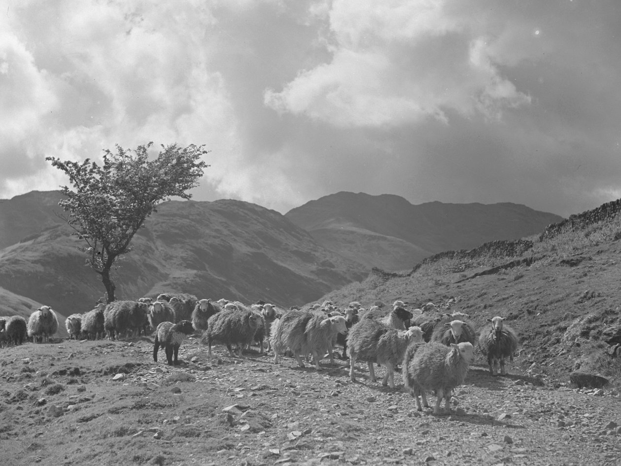  بواسطة جوزيف هاردمان