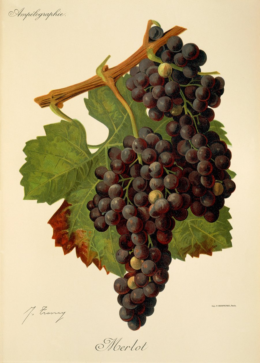 عنب Merlot بواسطة J. Troncy بواسطة جول ترونسي