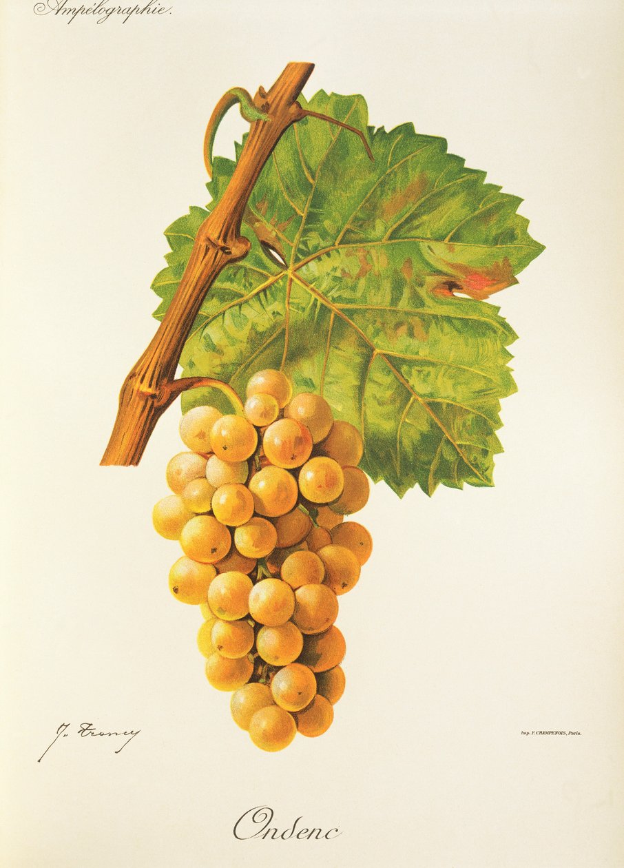 Ondenc Grape بواسطة J. Troncy بواسطة جول ترونسي