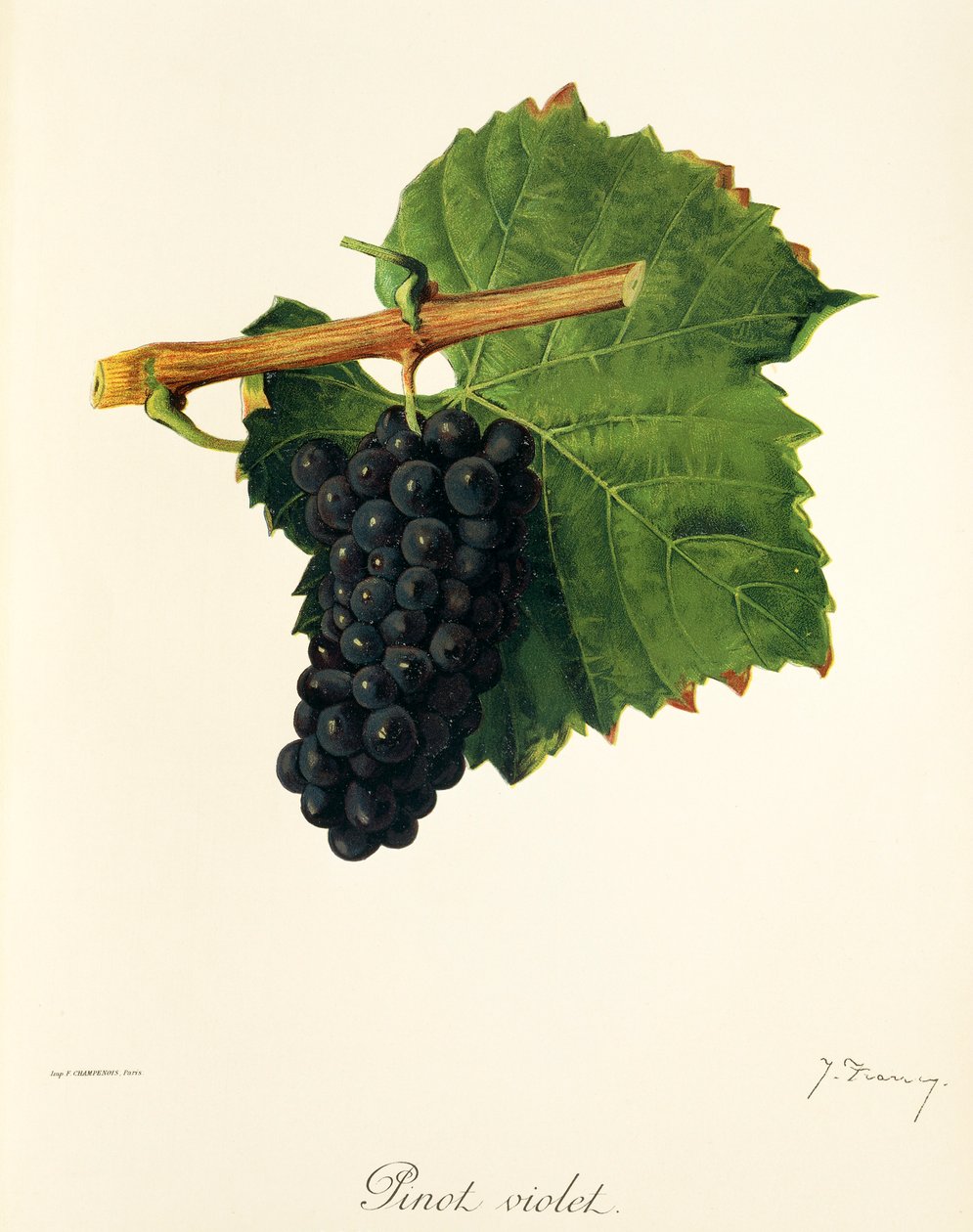 عنب Pinot Violet بواسطة J. Troncy بواسطة جول ترونسي