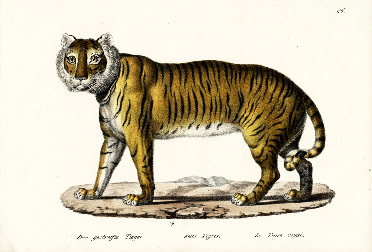 النمر الملكي ، 1824 بواسطة كارل جوزيف برودمان