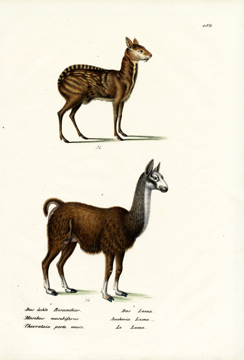 مسك الغزلان السيبيري ، 1824 بواسطة كارل جوزيف برودمان