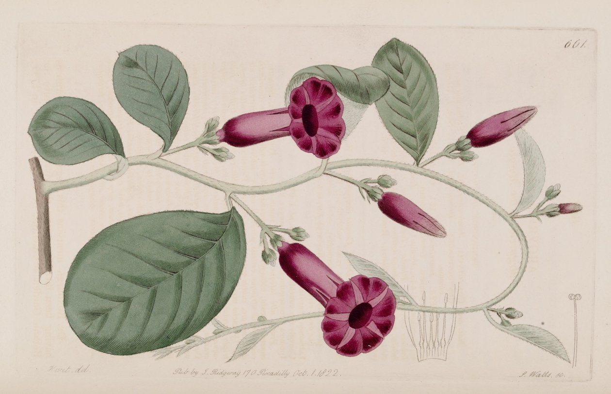 Argyreia cuneata بواسطة كير جولر