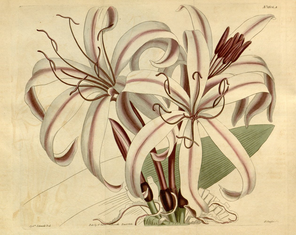 Crinum محبوب بواسطة كير جولر