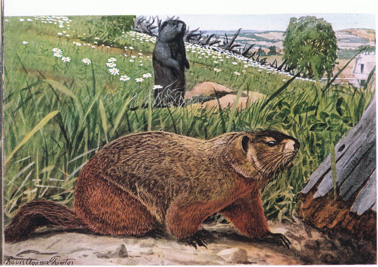 Woodchuck الأكثر شهرة من جميع أنواع المرموط ، يتغذى على المراعي بواسطة لويس أغاسيز فويرتيس