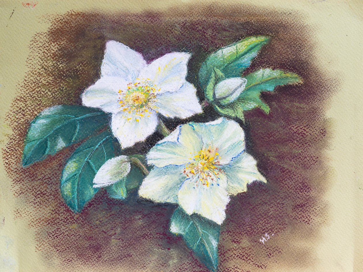 Hellebore، 2020 (باستيل) بواسطة مارجو ستاركي