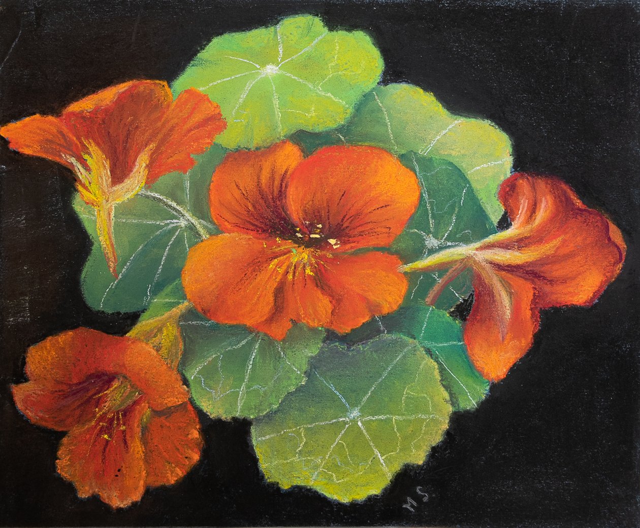 Nasturtiums، 2020 (باستيل) بواسطة مارجو ستاركي