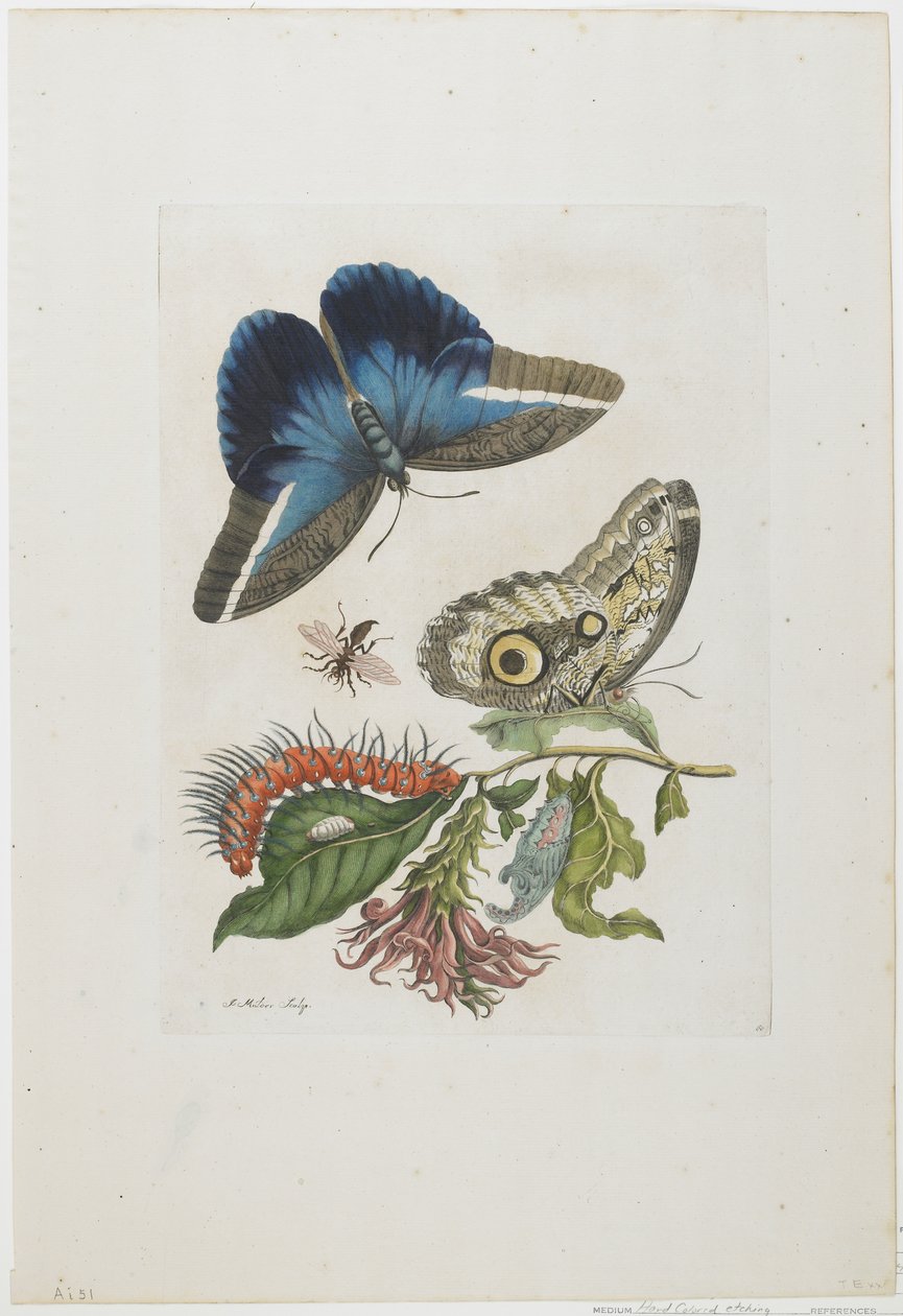 الفراشات الزرقاء واليرقة الحمراء ، الأشواك الزرقاء ، c.1705-17 (النقش اليدوي والنقش) بواسطة ماريا سيبيلا ميريان