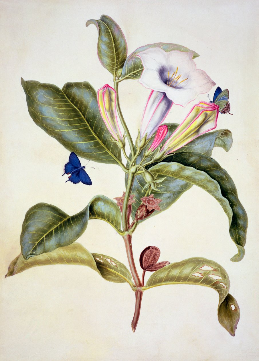 No.3055c تفاحة الشوك. (Datura Wrightii). بواسطة ماريا سيبيلا ميريان