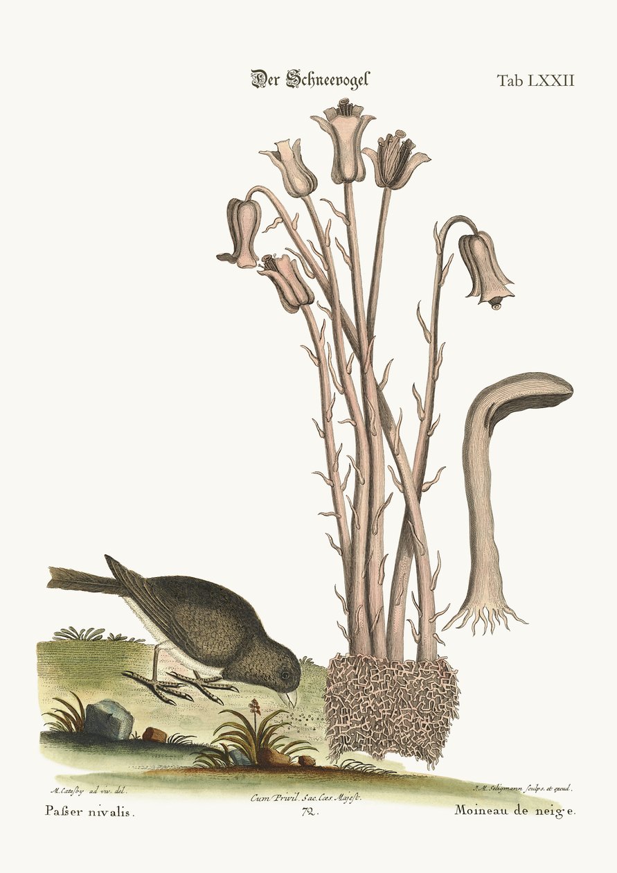 طائر الثلج ، 1749-1773 بواسطة مارك كاتيسبي