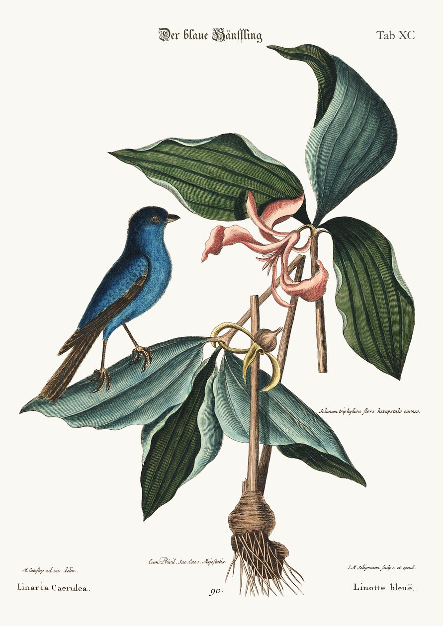 لينيت الأزرق ، 1749-1773 بواسطة مارك كاتيسبي