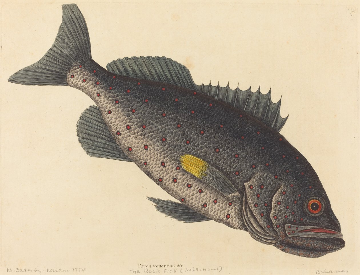 The Rock Fish Perca venenosa ، تم نشره عام 1754. بواسطة مارك كاتيسبي