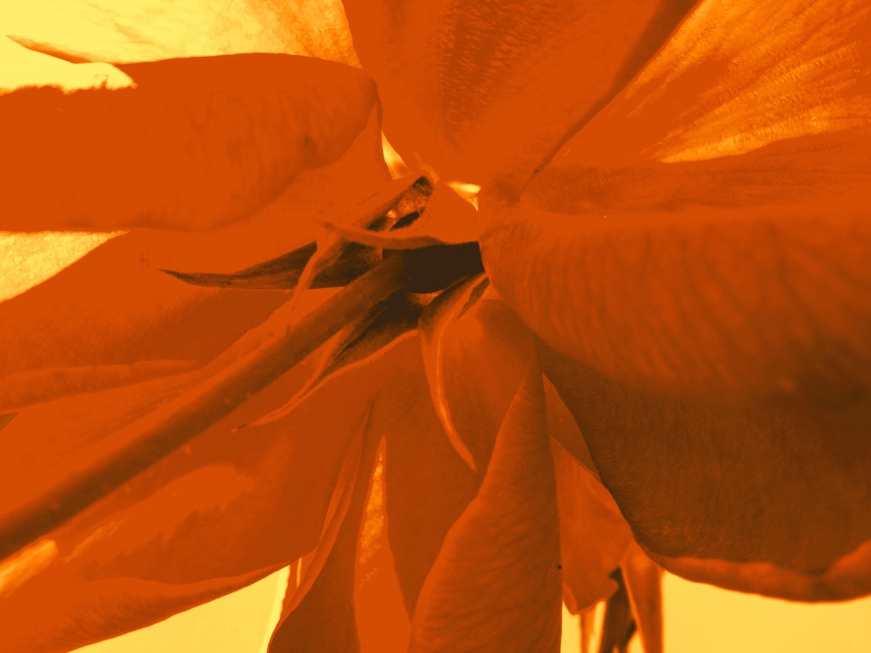 rosenblüte بواسطة مارتينا كونيتزكي