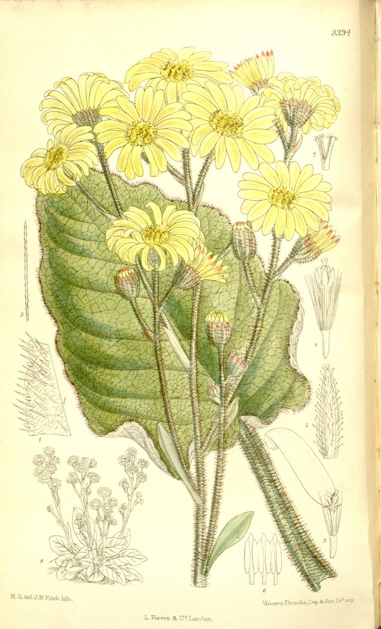 Senecio saxifragoides بواسطة ماتيلدا سميث