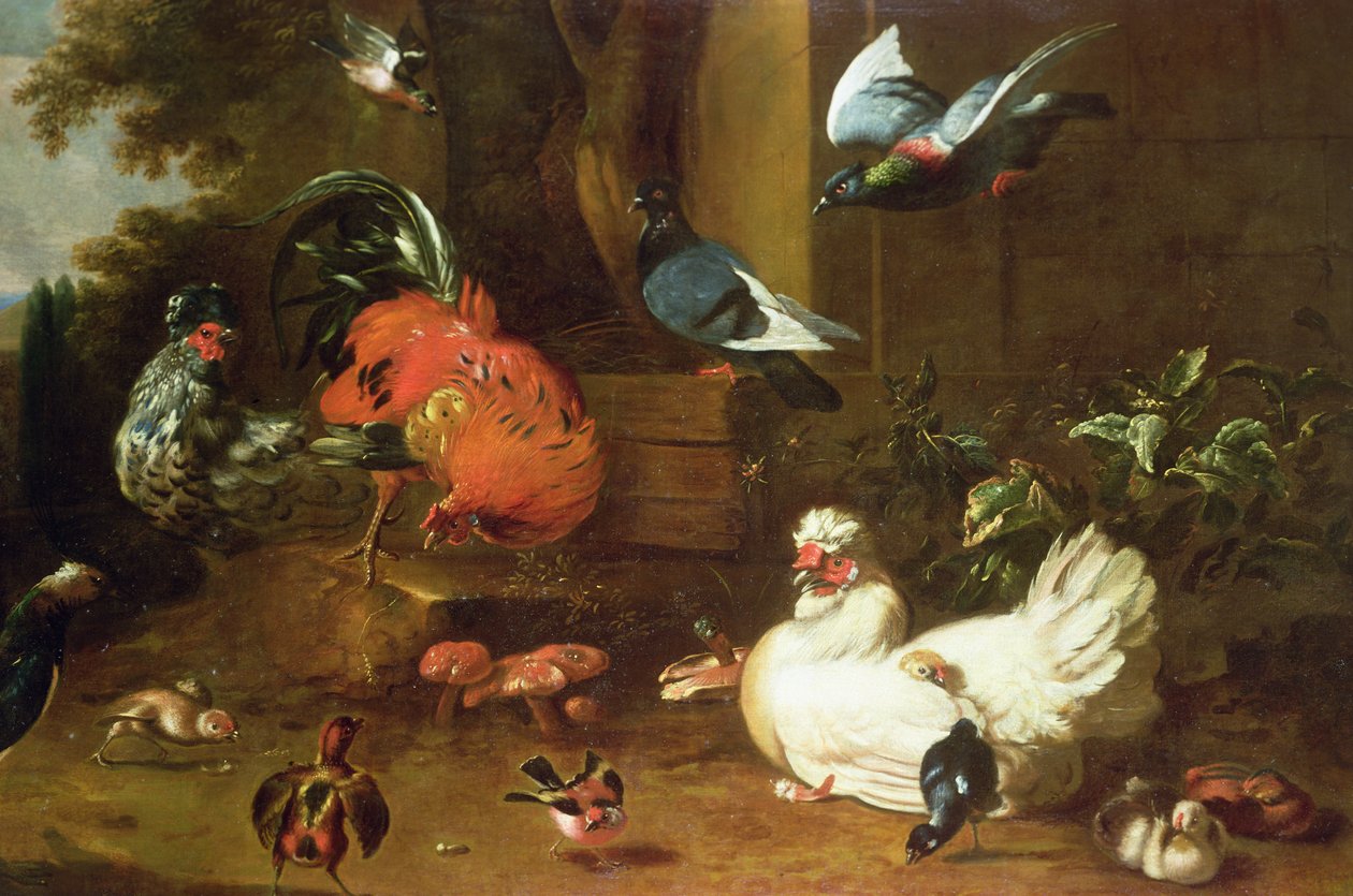 دواجن في باركلاند بواسطة Melchior de Hondecoeter