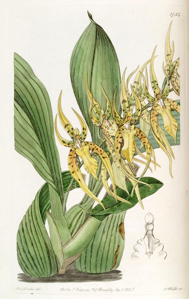 Brassia lanceana بواسطة ملكة جمال دريك
