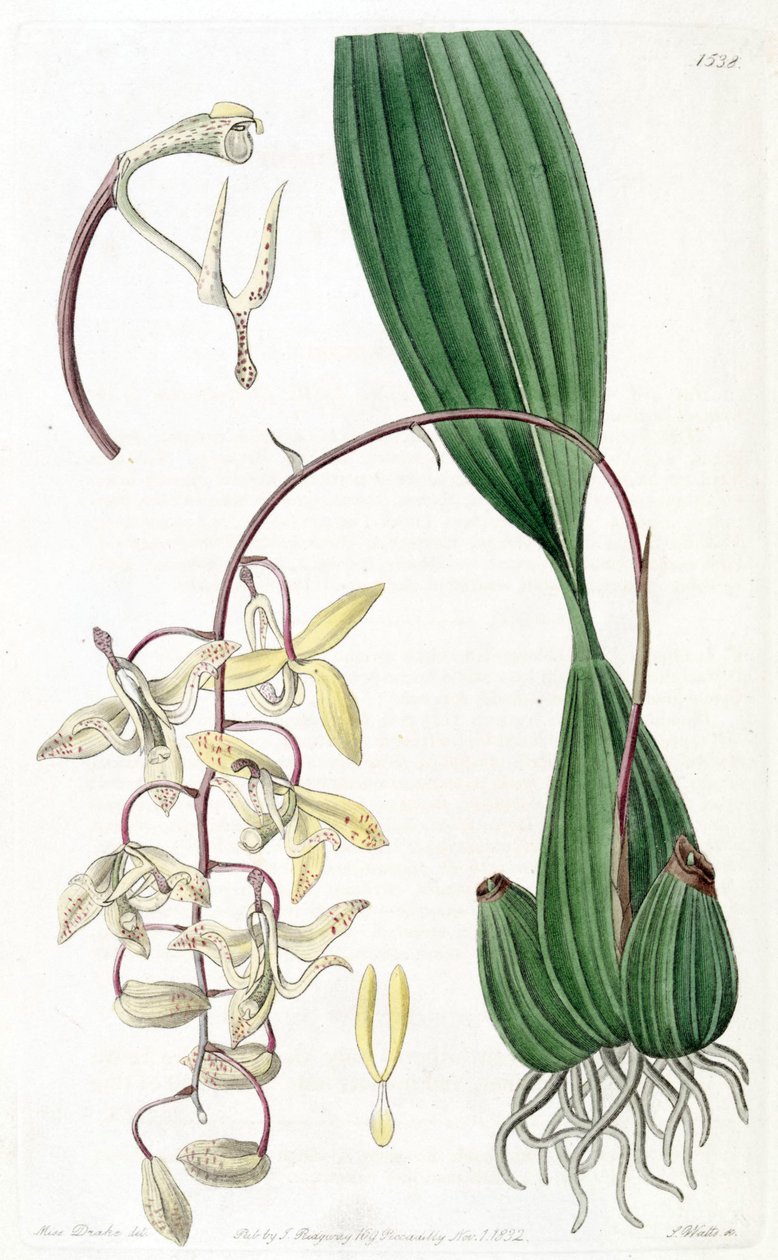 Cirrhaea Loddigesii بواسطة ملكة جمال دريك