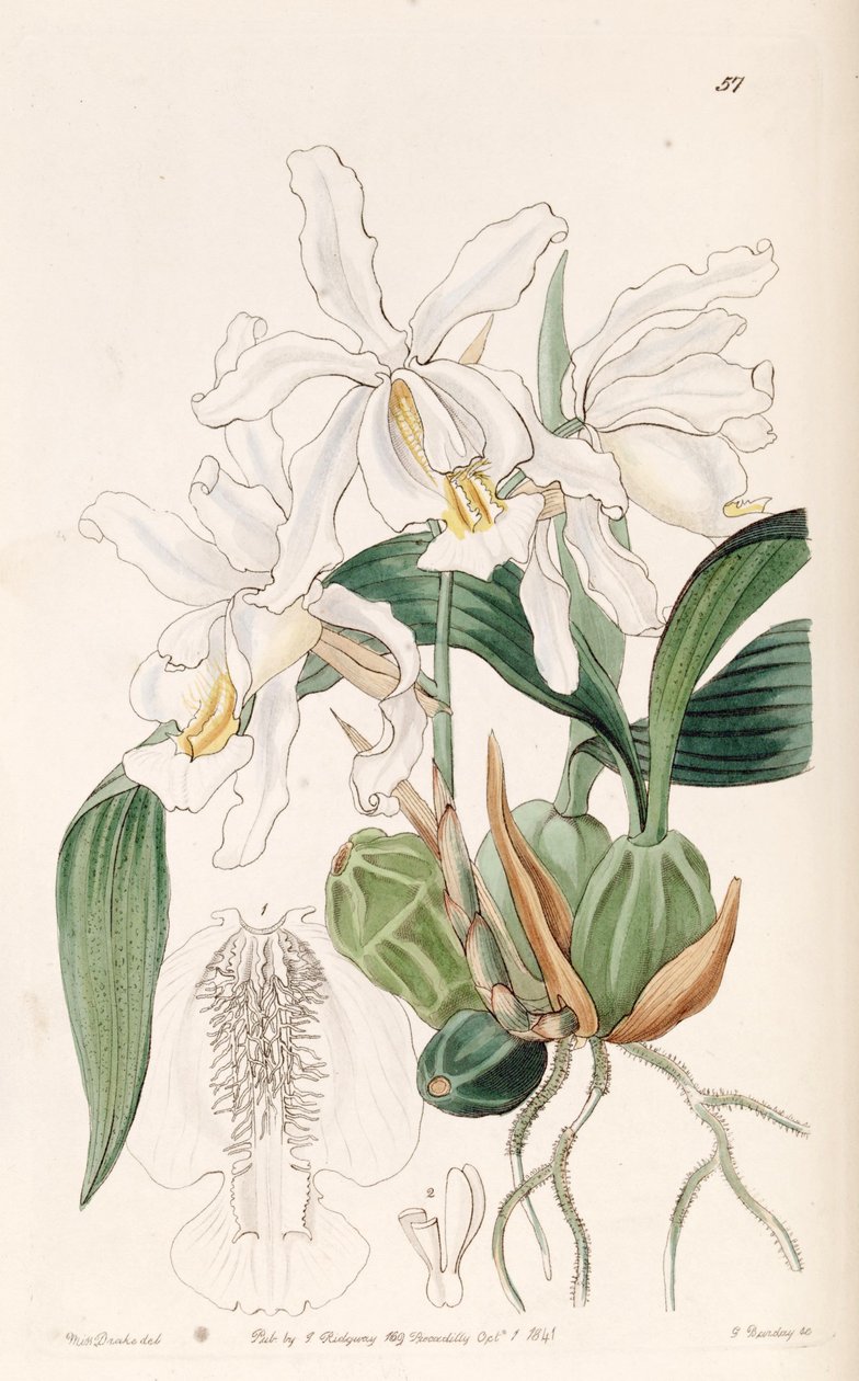 كريستالات Coelogyne بواسطة ملكة جمال دريك