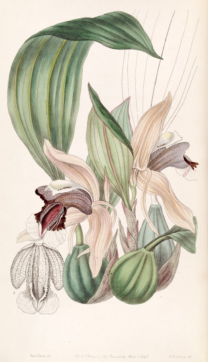 Coelogyne speciosa بواسطة ملكة جمال دريك