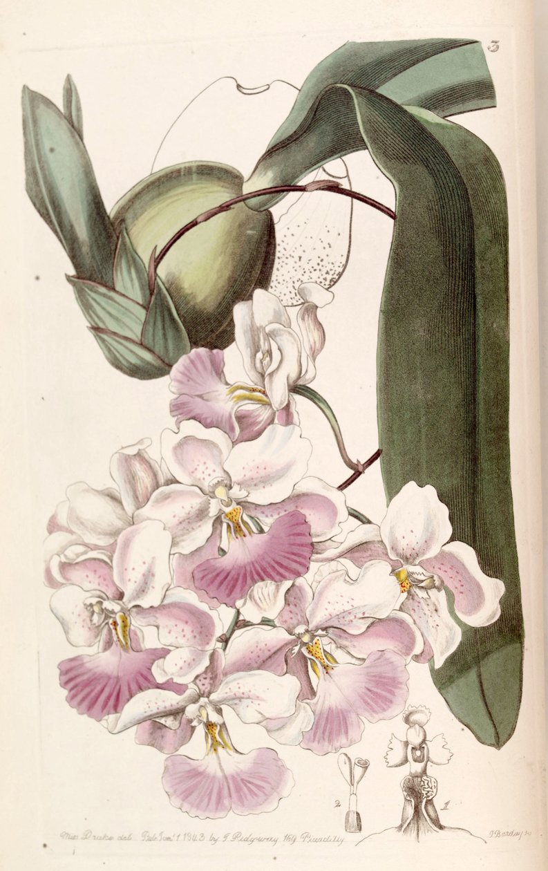 الانجراف Cuitlauzina (syn. Oncidium citrosmum) بواسطة ملكة جمال دريك