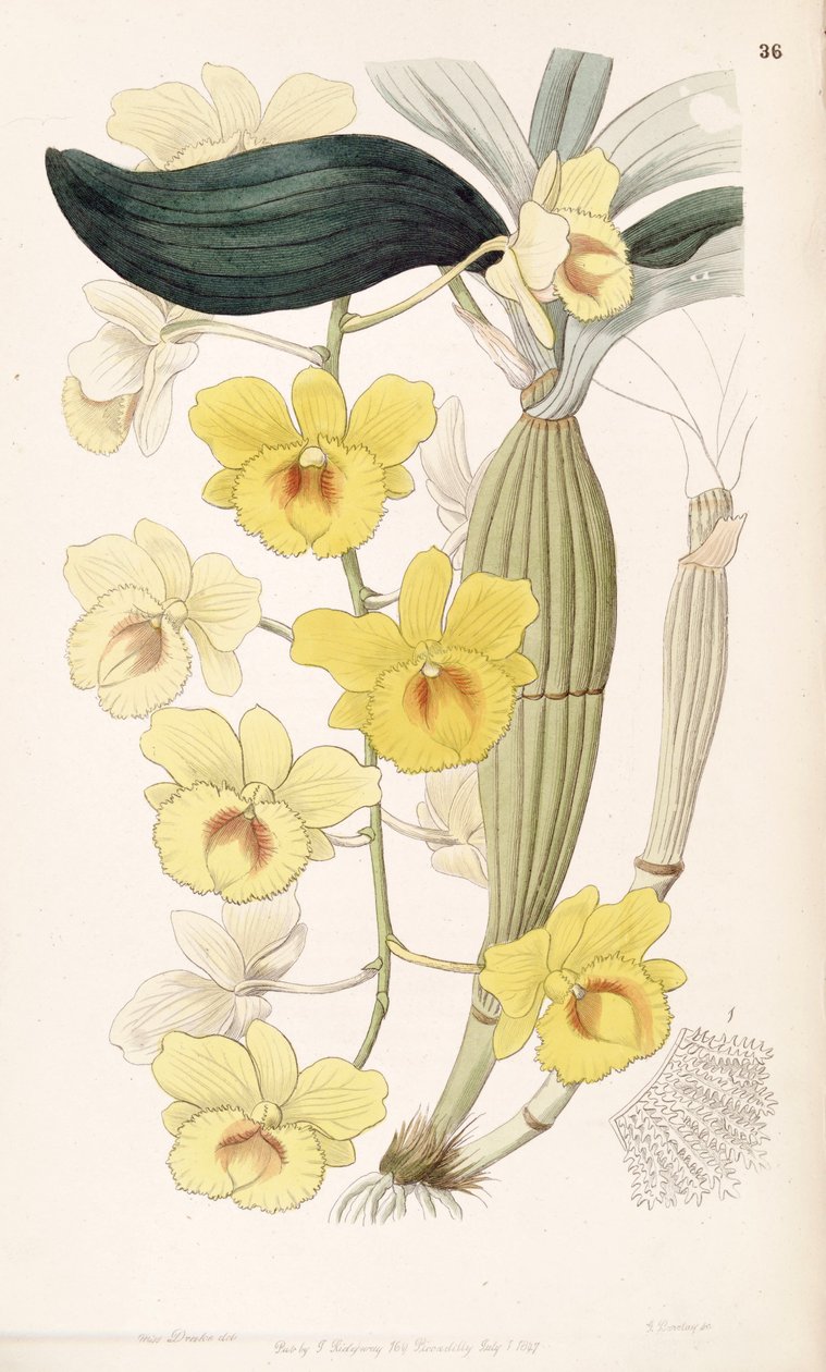Dendrobium أقحوان بواسطة ملكة جمال دريك