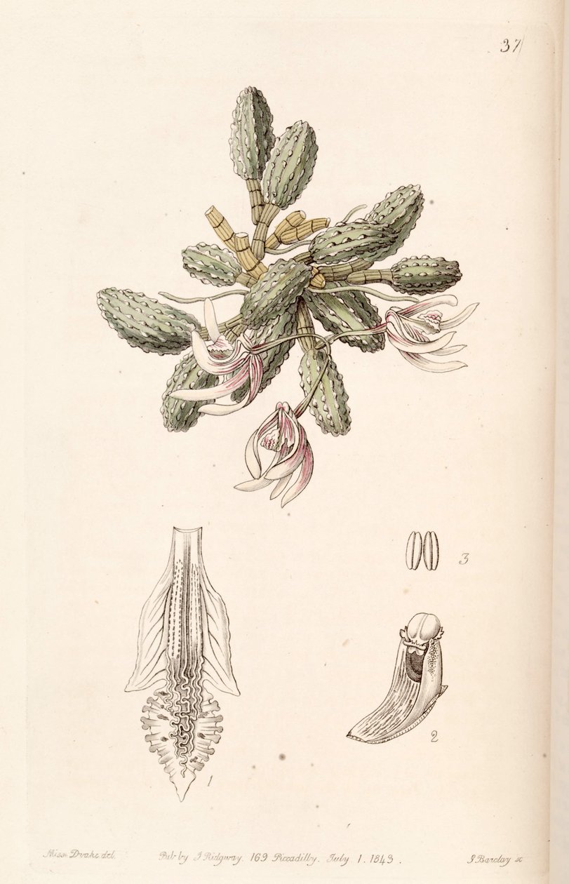 Dendrobium cucumerinum أو Dockrillia cucumerina بواسطة ملكة جمال دريك