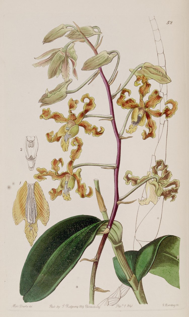 Dendrobium تلطيخ بواسطة ملكة جمال دريك