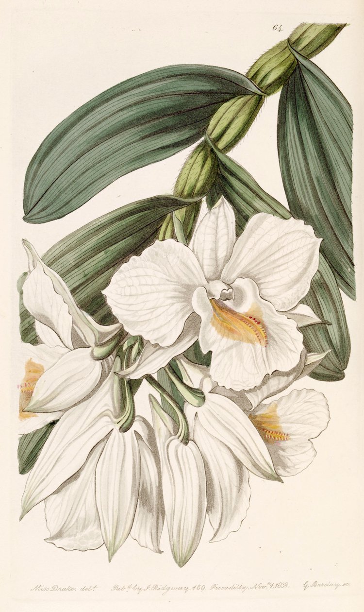 معرض Cymbidium بواسطة ملكة جمال دريك
