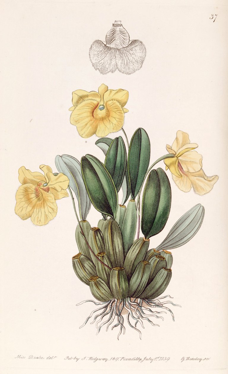 Dendrobium jenkinsii بواسطة ملكة جمال دريك