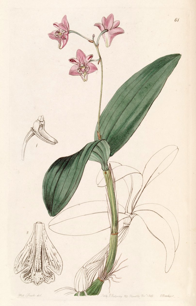 Dendrobium kingianum بواسطة ملكة جمال دريك