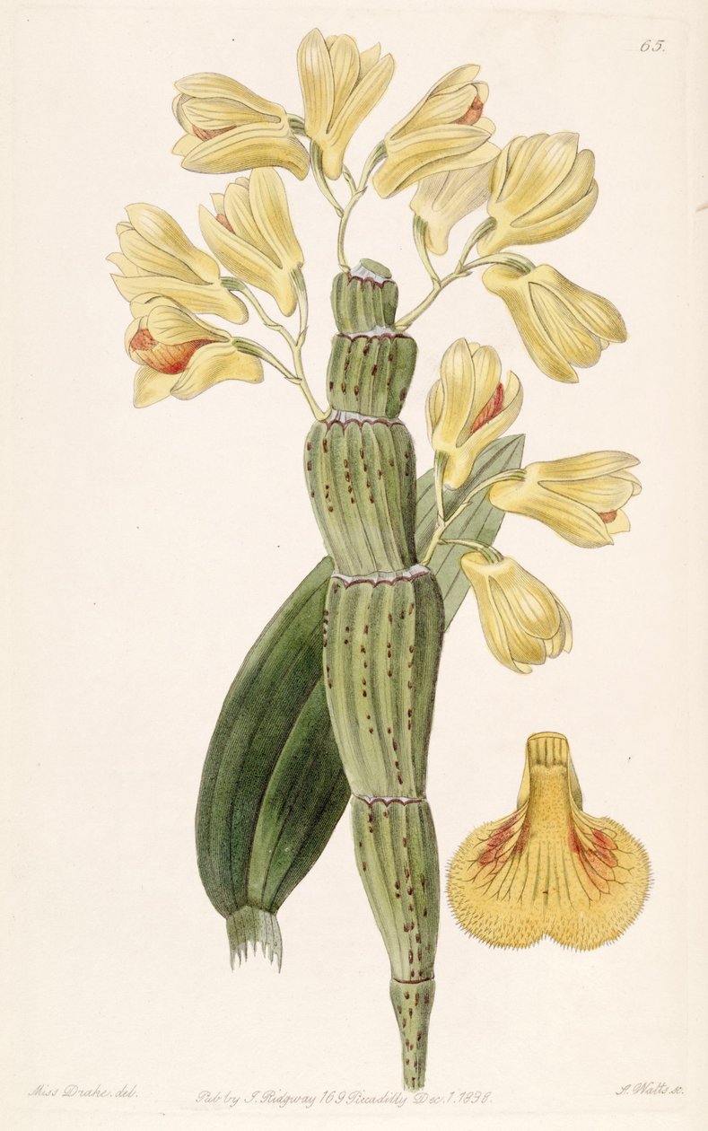 Cymbidium snlcatnm بواسطة ملكة جمال دريك